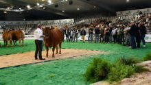 Une Limousine sur le ring lors de la vente aux enchères bouchère.