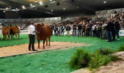 Une Limousine sur le ring lors de la vente aux enchères bouchère.