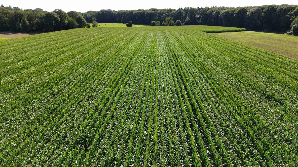 champ de maïs vu par drone - Illustration Faut-il relever  la hauteur de coupe  du maïs ensilage ?