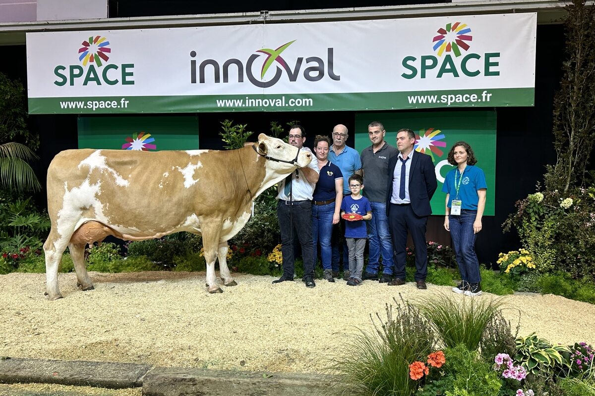 vache Simmental et éleveurs sur le podium du Space - Illustration Précieuse vaut de l’or