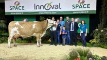 vache Simmental et éleveurs sur le podium du Space