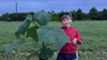 Un enfant à côté d’un plant de paulownia