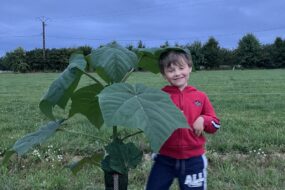 Un enfant à côté d’un plant de paulownia