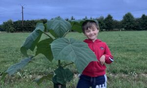 Un enfant à côté d’un plant de paulownia