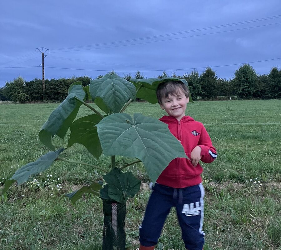 Un enfant à côté d’un plant de paulownia - Illustration Diversifier son élevage bovin lait en plantant des haies