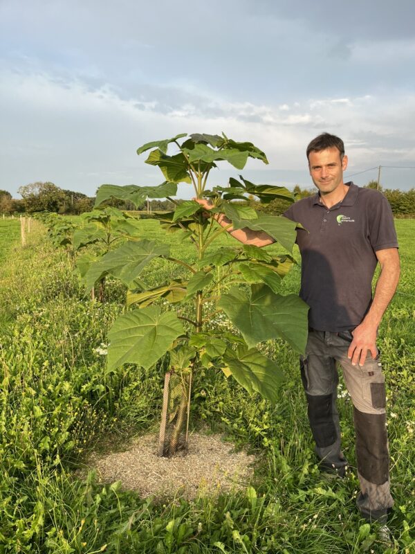 Un homme à côté d’un plant de paulownia 