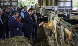 Loïg Chesnais-Girard, président de Région Bretagne, dans un élevage de bovins