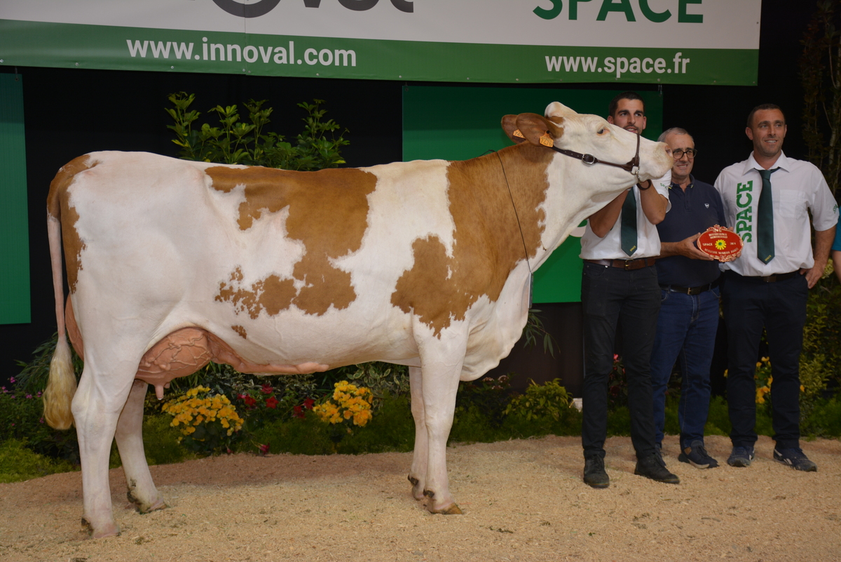 Vache montbéliarde - Illustration Orientale, Grande Championne