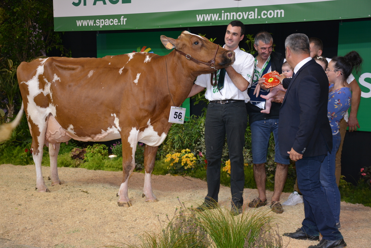 Vache pie rouge