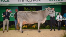 Vache brune en concours