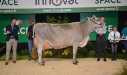 Vache brune en concours