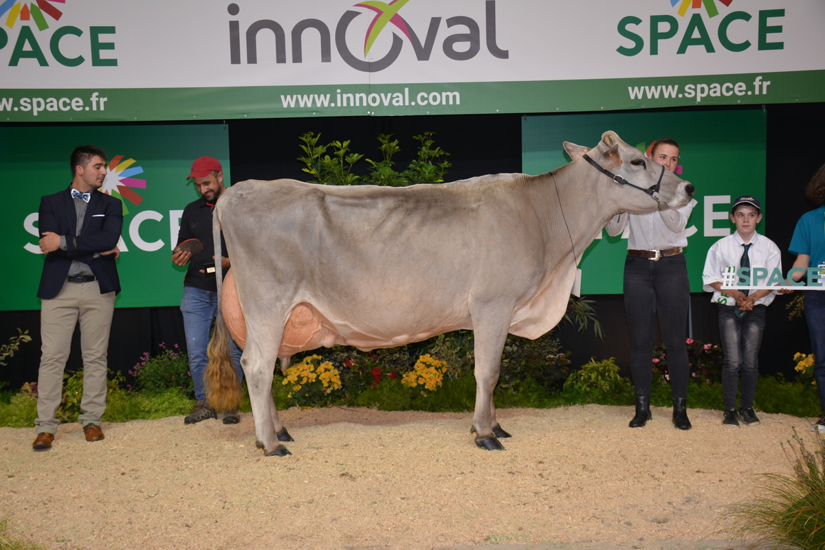 Vache brune en concours - Illustration Hutile, 12 ans et bien conservée