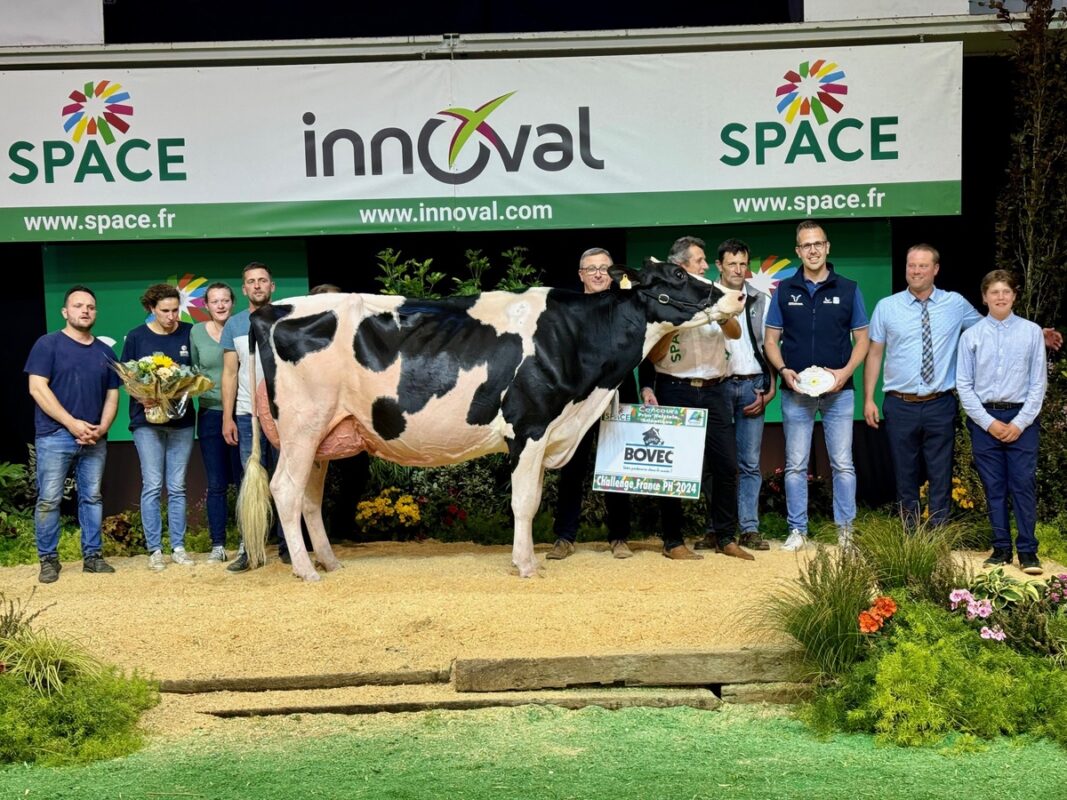 Entourée d'éleveurs, une vache Holstein sur le podium du concours du Space 2024 