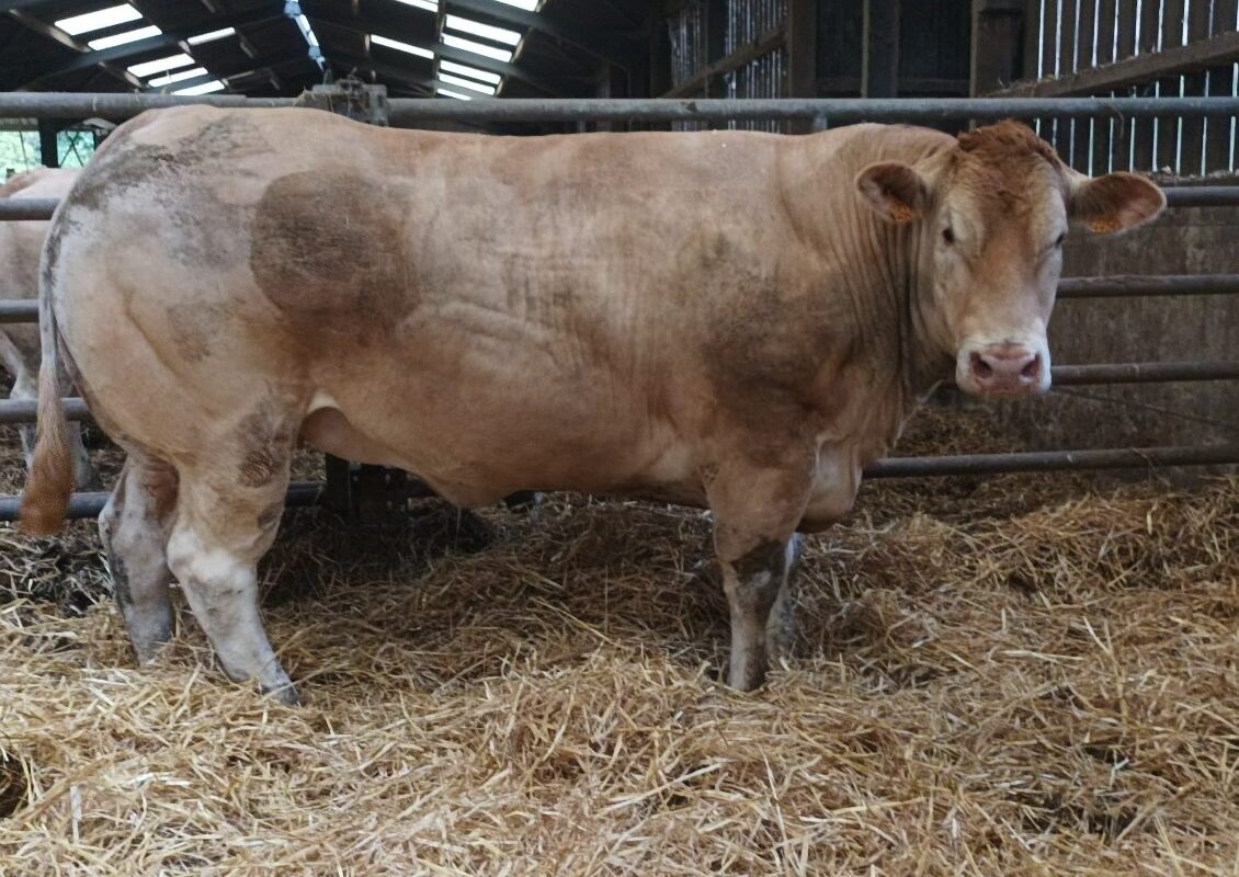 Génisse blonde d'Aquitaine gagnante du concours de l'Estival de la viande - Illustration Un Estival de poids