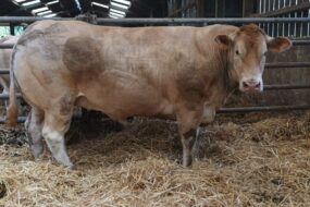 Génisse blonde d'Aquitaine gagnante du concours de l'Estival de la viande