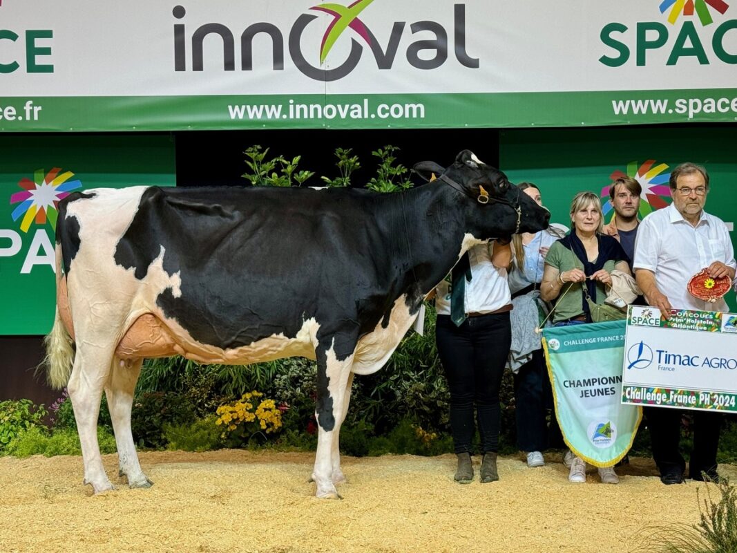 Une vache Holstein sur le podium du concours du Space 2024 à Rennes.