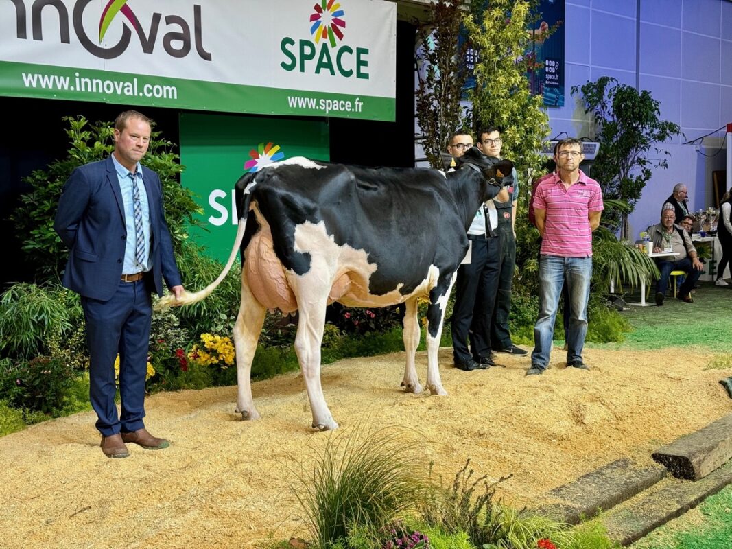 Le juge Yan Jacobs souligne la qualité d ela mamelle d'une jeune vache Holstein sur le podium du concours du Space 2024.