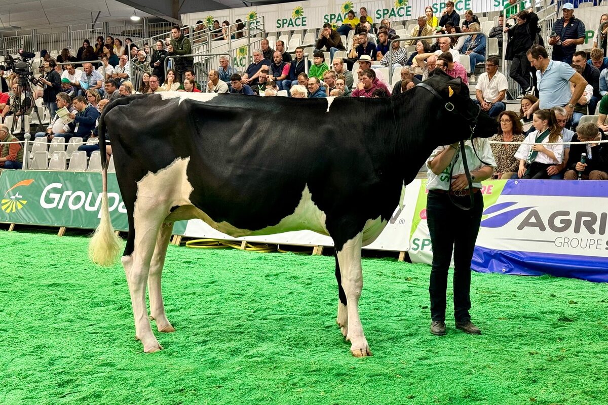 Une jeune vache sur le ring du salon Space à Rennes - Illustration Les Costarmoricaines récompensées au Space