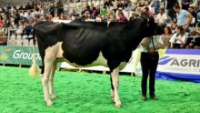 Une jeune vache sur le ring du salon Space à Rennes