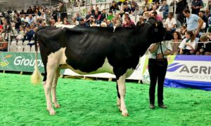 Une jeune vache sur le ring du salon Space à Rennes