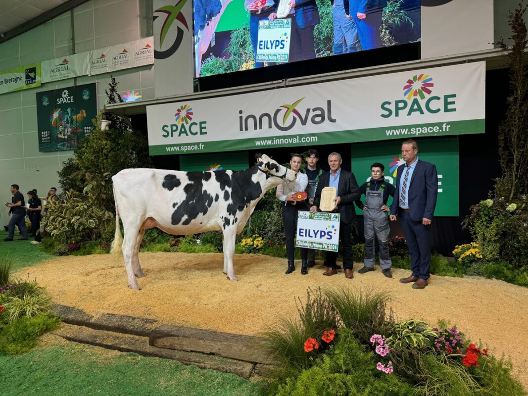 Une jeune vache Holstein sur le podium du slon Space 2024.