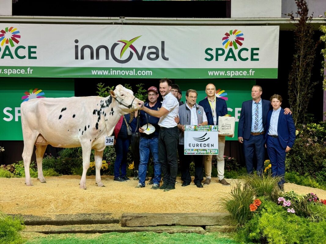 Une jeune vache Holstein accompagnée par des éleveurs sur le podiume du concours du salon Space.