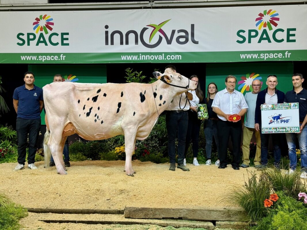 Une jeune vache Holstein entourée d'éleveurs sur le podium du concours du salon Space 2024 à Rennes.