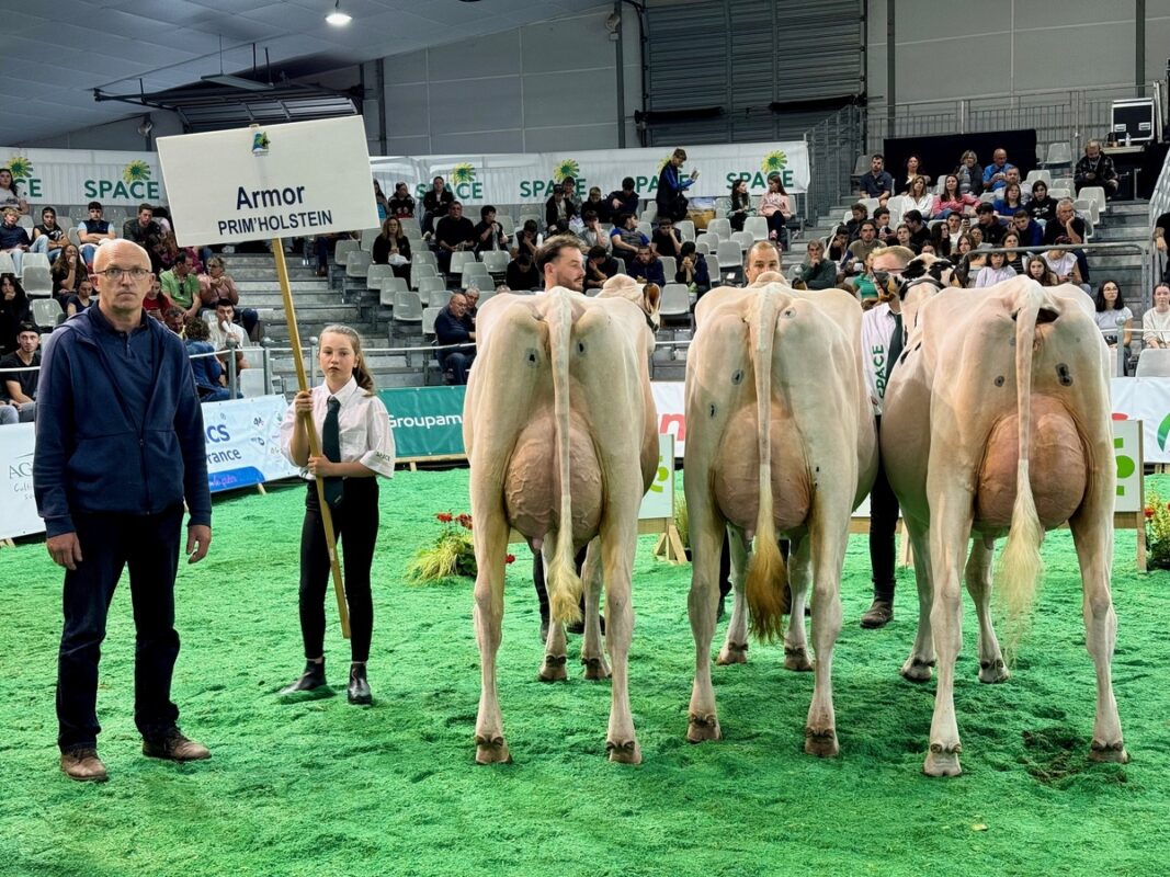 Un éleveur à côté d'un lot de tris vaches Prim'Holstein sur le ring du salon Space à Rennes. 