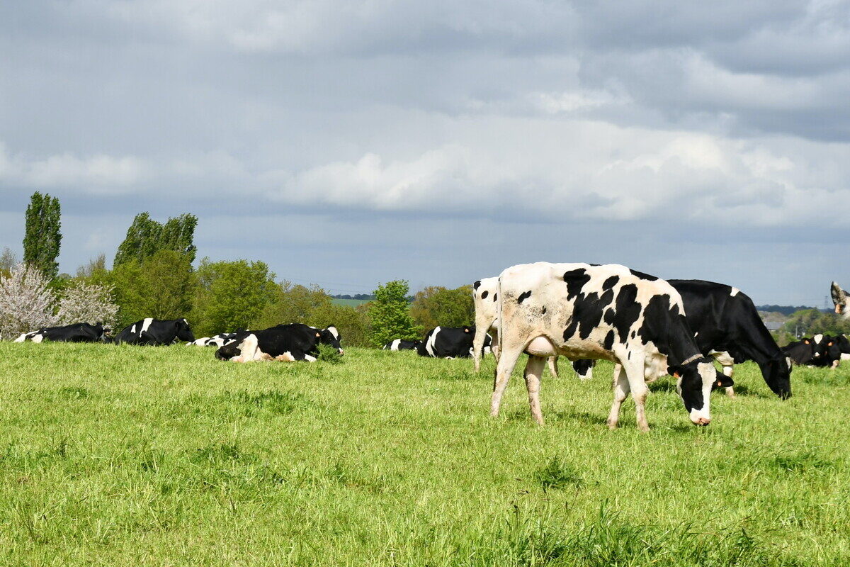 vaches au pâturage - Illustration S’acclimater  aura un coût