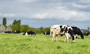 vaches au pâturage