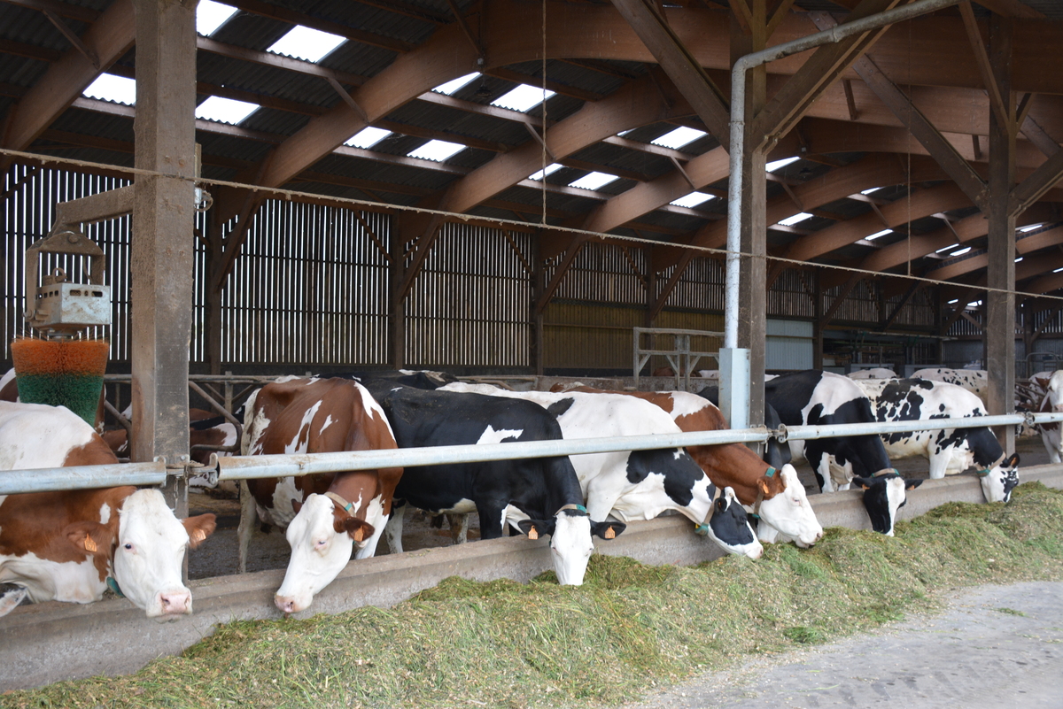 Vaches à l'étable - Illustration Une organisation du travail optimisée