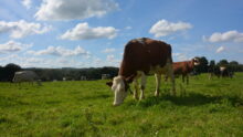 Vache dans une pâture