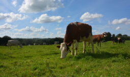 Vache dans une pâture