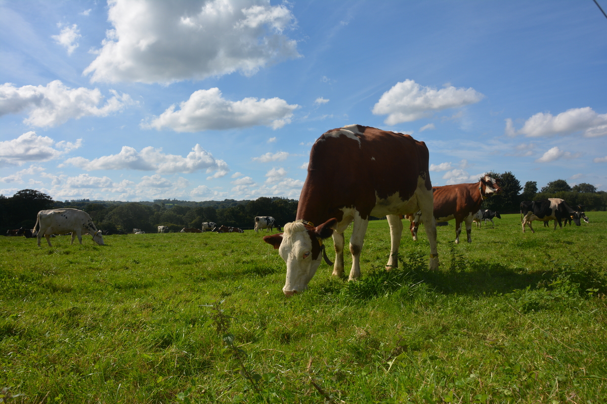 Vache dans une pâture - Illustration Fermer son silo de maïs  le plus longtemps possible