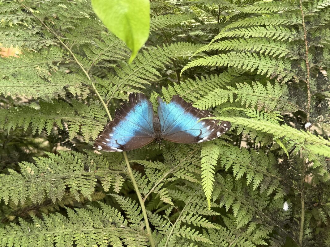 Un papillon tropical bleu