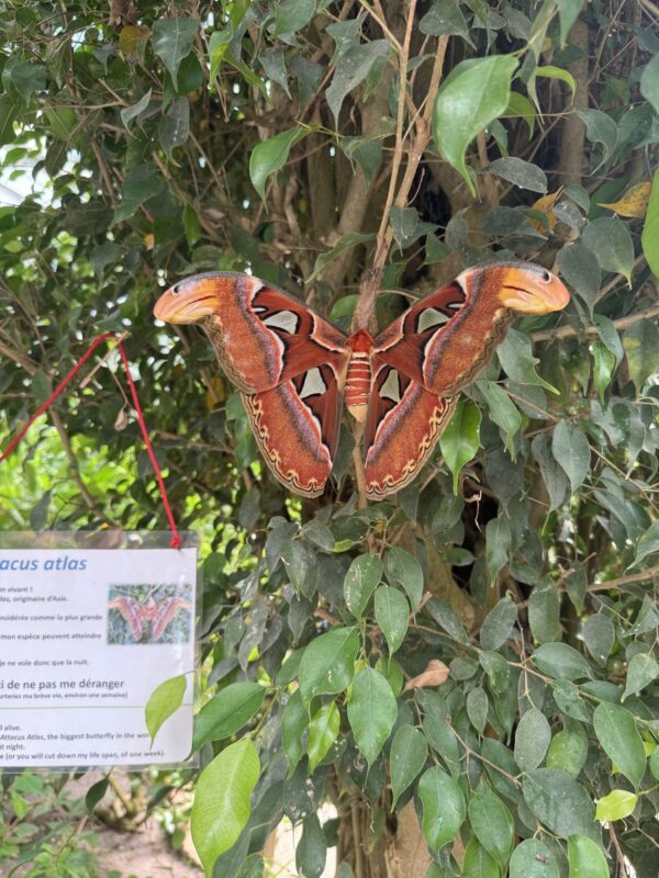  Un Attacus Atlas, papillon tropical, l'espèce de papillon la plus grande du monde, il peut atteindre 30 cm d’envergure.