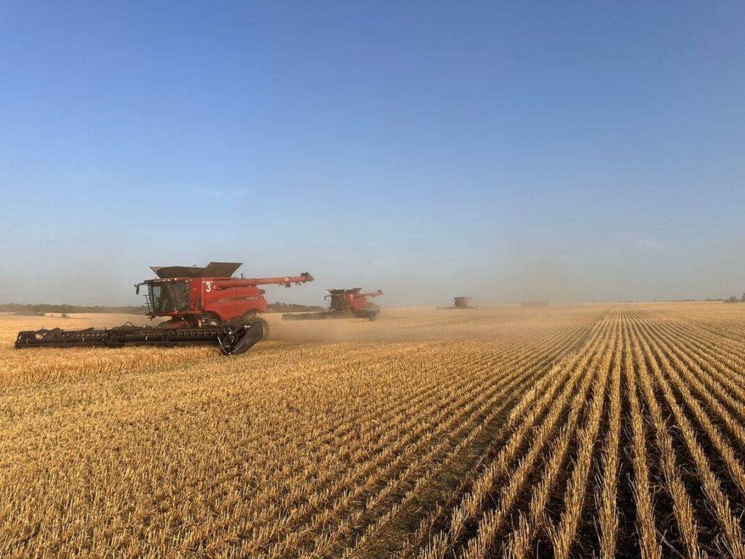 Des machines récoltent des céréales dans un champ en Ukraine