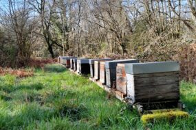 les haies permettent d'abriter les ruches des intempéries