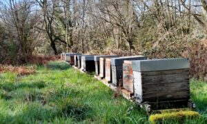 les haies permettent d'abriter les ruches des intempéries