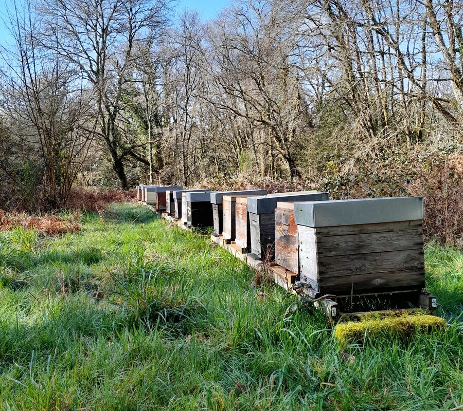 les haies permettent d'abriter les ruches des intempéries - Illustration Les haies favorables aux pollinisateurs