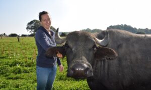 Suzanna Lemoine, agricultrice et productrice de mozzarella, aux côtés de l'une de ses bufflonnes dans un champ