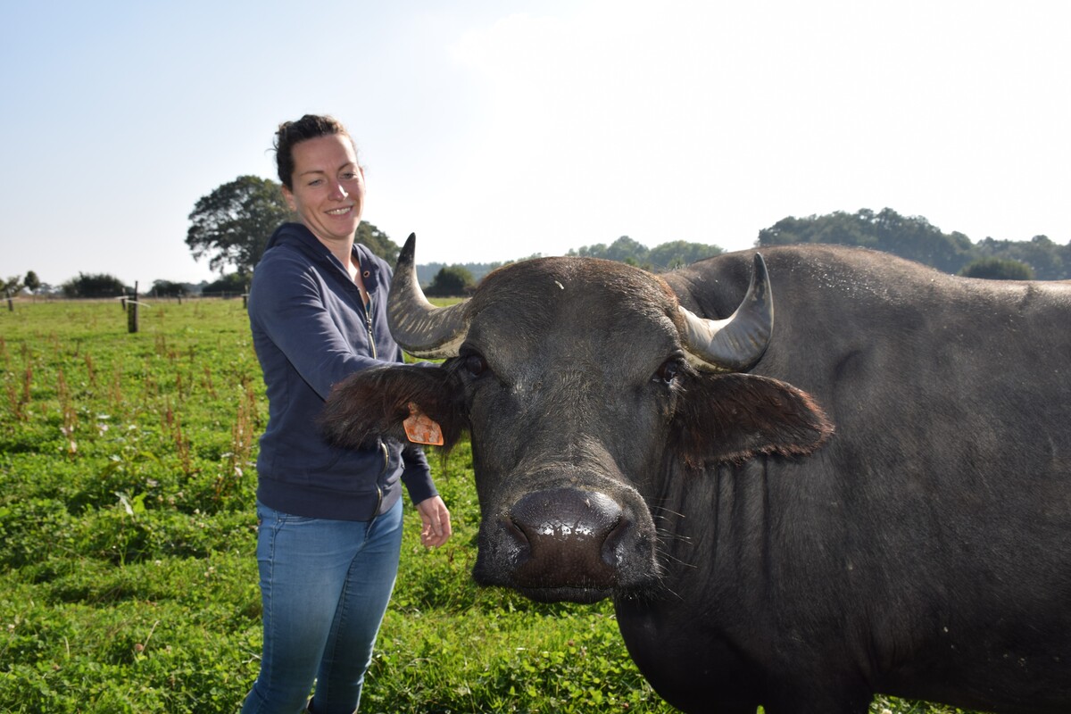 Suzanna Lemoine, agricultrice et productrice de mozzarella, aux côtés de l'une de ses bufflonnes dans un champ - Illustration Forza Mozzarella !