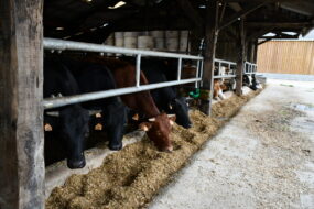 Les bovins s'alimentent sous la barre au garrot