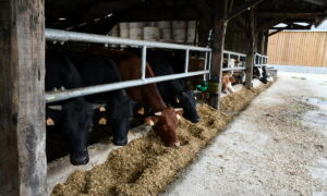 Les bovins s'alimentent sous la barre au garrot