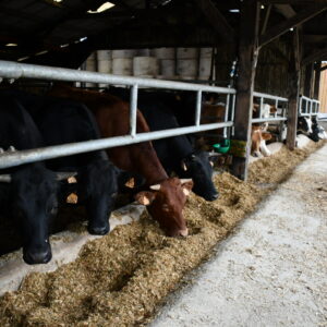 Les bovins s'alimentent sous la barre au garrot