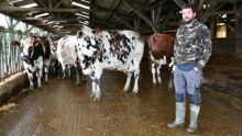 Charles Delalande dans la stabulation avec des vaches taries ou de réforme