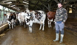 Charles Delalande dans la stabulation avec des vaches taries ou de réforme