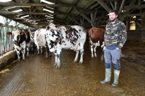 Charles Delalande dans la stabulation avec des vaches taries ou de réforme