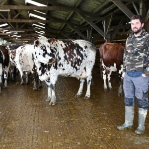 Charles Delalande dans la stabulation avec des vaches taries ou de réforme