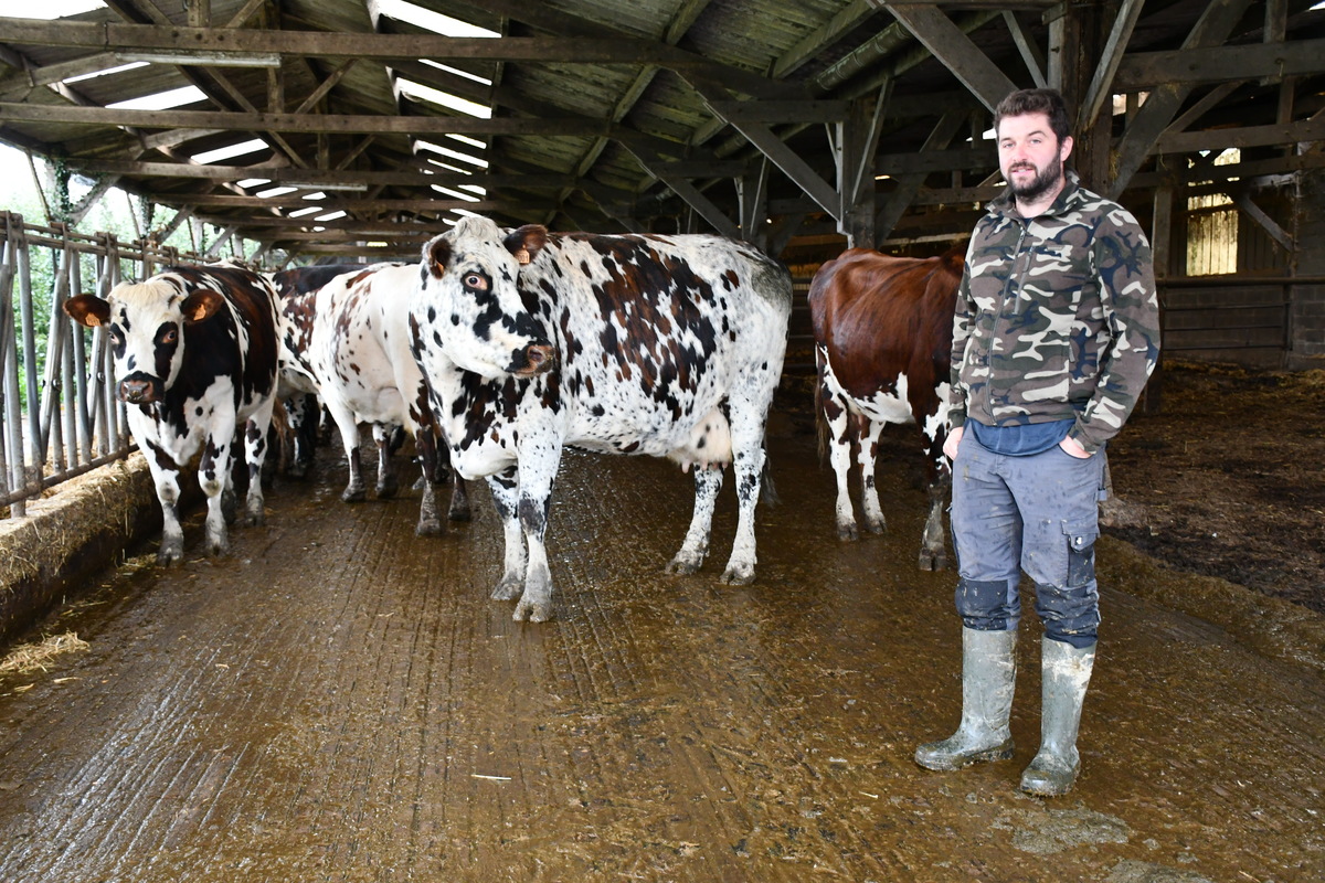 Charles Delalande dans la stabulation avec des vaches taries ou de réforme - Illustration Des Normandes bien finies, bien valorisées